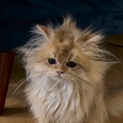 realmoopingfm's profile picture. ⋆·˚ ༘ * 𝙁𝙖𝙮_𝙧𝙞𝙚𝙯𝙯 * ༘ ˚· ⋆ | มุปิ้งแอคเก่าโดนระงับ ฮรึกฟืดด