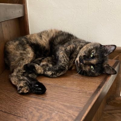 neco_neco_3's profile picture. 猫3匹と都下暮らしです。名前はマン(ぐちゃぐちゃ)とモジリアーニ(サビ)とルナオ(黒白)です。(火星(白茶)、連(白茶)、トラッキー(茶トラ)は他界しました) 日向ぼっこ部所属。 夢はネコ屋敷(イヌ可)に住むネコおばさん。打倒自公政権！脱原発！No War ! 世界平和！