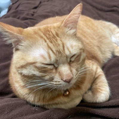 CieL2hantomhive's profile picture. FF14、活動停止中。大阪在住の36才男性。