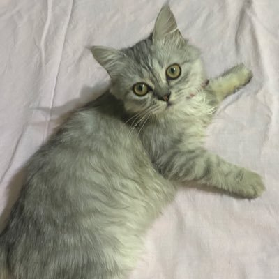 AmiraIb45315626's profile picture. 