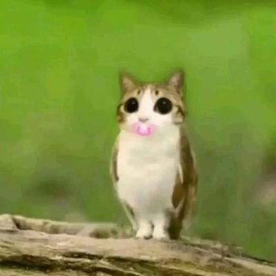 GiveTheFruit's profile picture. 25 • i dont like use brain ♡ alt for rnd stuff