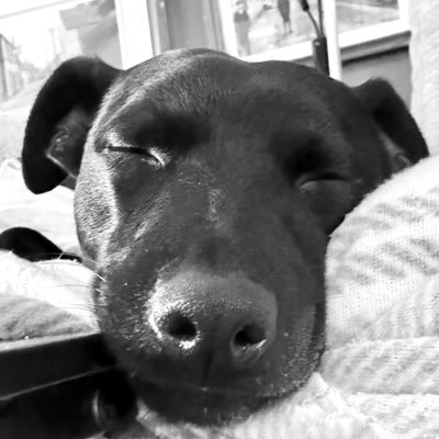 cuffy_67's profile picture. Amateur Photographer. Love Exmoor. & the Quantocks. lover of Spaniels & Fan of Exeter Chiefs, Somerset CCC & Liverpool FC. Sense of humour is entirely my own.