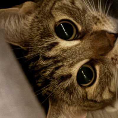 larazziaz's profile picture. 