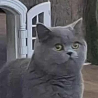 peskybee_'s profile picture. 