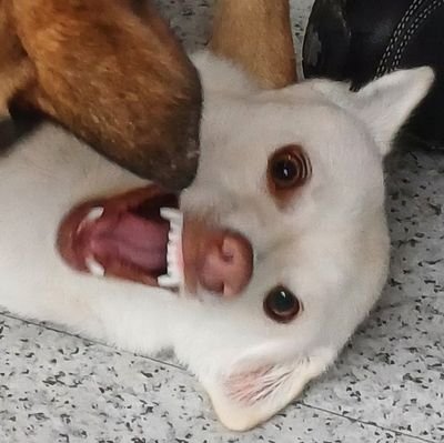 Seol_p0708's profile picture. 2023. 04 (추정) | 2023. 07. 08 (입양)                   
#사지마세요입양하세요 | 오프리쉬 금지!!