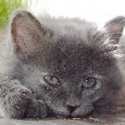 Cilantro101's profile image