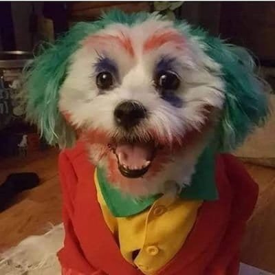dogcoringa's profile picture. 