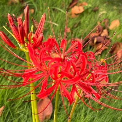 Lz8Zg's profile picture. 関東/26歳/178cm/70kg/18cm