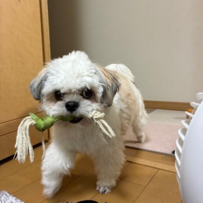 hokkaido_ikita's profile picture. 03’ #レバンガ北海道 #30 #愛媛オレンジバイキングス 高校バスケ#福岡第一 大学バスケ#中央大