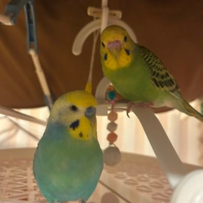 Ies7YqhZI533368's profile picture. 