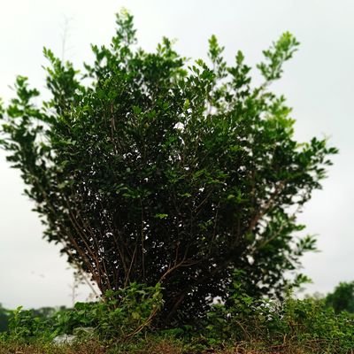 Tazkia200's profile picture. 