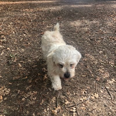 afoolsdesire's profile picture. lesbian artstarrrrrr