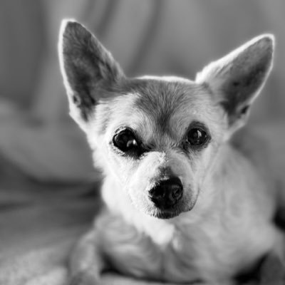 chihuahuamam11's profile picture. God / Family (the cool Mom & Grandma) / Dogs / Animal Lover & Volunteer / Nature / Music / True Crime / Cancer Survivor / GenX Early Retired & Thriving