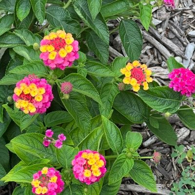 DrTricia12's profile picture. 