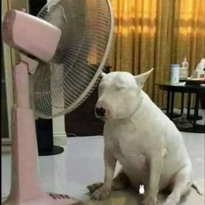 Xxoxxotic's profile picture. choso e tamsy caines