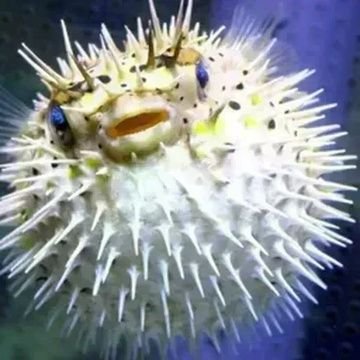 oodate's profile picture. Sunoでフグしてます。
🐡元あきたわんこ⊂ﾟＵ┬───┬~