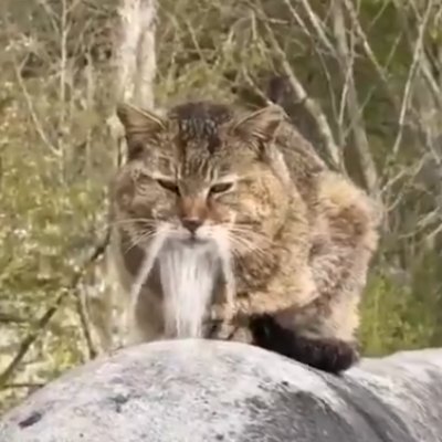 originsbtw's profile picture. ex-fortnite , china, cs enjoyer, real nigga