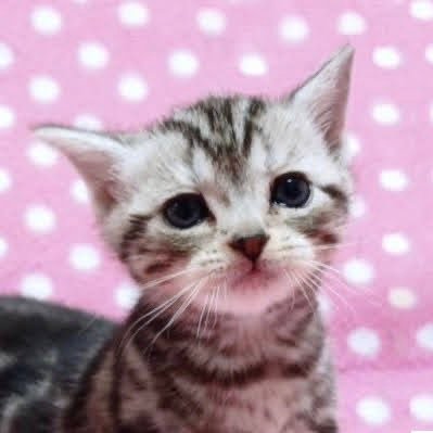 procunkiwo2025's profile picture. アンチ全体主義