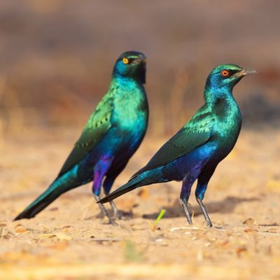 Kuna155305's profile picture. I am a human being with a sense of humility that’s why i choose humanity before vanity ✊let’s explore the world🌏 cross boundaries and make friends