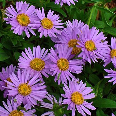 06aster's profile picture. 