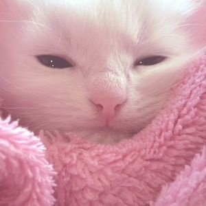 seobmeal's profile picture. 안녕 내 이름은 freaiiik(^V^)