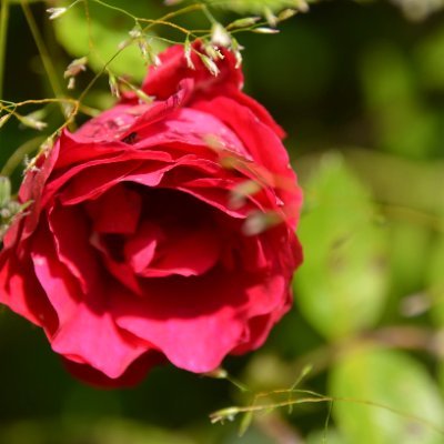 delarichantal's profile picture. Passion  🎨📸💐. ❤️self-taught 🎨 creating and enhancing for the pleasure of👀 .Art here is displayed, not sold.On X for artistic inspiration, not for disputes.