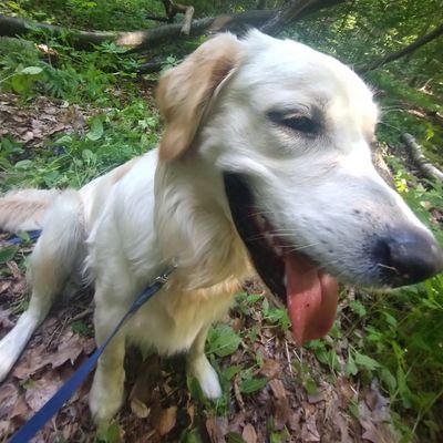 Miko90761639's profile picture. 2000 :3
shhhh everyone