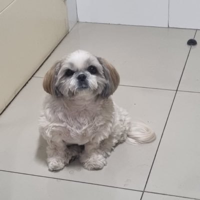 to_parraviviana's profile picture. Viva Chile 🇨🇱 #FueraComunistasDeChile #KaiserPresidente2026 #4K