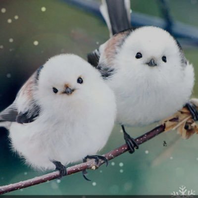 newinspilation's profile picture. I love nature and animals. I like to learn new things