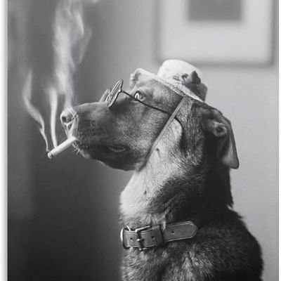 SttefanoLz's profile picture. I (don't) Hate Love🫤.