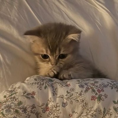 aniimals's profile picture. 