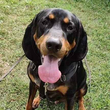 FinneganFinn1's profile picture. I'm Finn. A hound.  Pure rescue.  Born in a shelter. @lufflylu's  baby bro. I'm pretty fly for a dog guy.  I ♥️ My Luka

 #theruffriderz MC