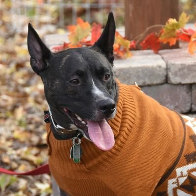 MHenry6120's profile picture. GSD/Malinois mix
Gotcha: 🍀 2022
ADOB: 6/1/20
Once an abandoned stray, now a spoiled king who loves people, bally and cheese!

#dogs #adoptdontshop