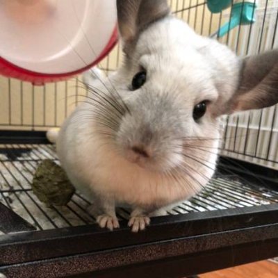 catloverkcas's profile picture. 心は詩情に満ち、瞳は驚きに満ちている🌹👁️”
言葉よりも雄弁な愛💌🌸”
嵐の中でも笑顔を絶やさず、それでも花を咲かせる🌧️🌼”