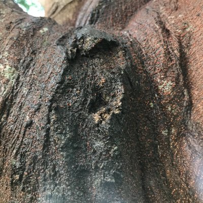 naturespulsee_'s profile picture. "Visual storyteller | capturing the calm in natures chaos | Prints & Licensing | Dm for collaborations
let's grow beauty, not noise