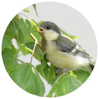 subaco410's profile picture. 身近な野鳥の見守り人🕊️活動場所：主に自宅庭と近所の川と森🌿自宅庭から小鳥たちの世界をそっとのぞき見🕊️「見守るだけ」のつもりがいつの間にか沼でした🤣東京近郊在住🏠2025年：ハト＆ヒヨ営巣🥚🐣 シジュウカラは不在届中？ スズメは…通過組？YouTube🔰多忙につきDM返信できません🙏 鳥コメ大歓迎！