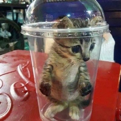 kyuucrescent's profile picture. UNIQUEER ☮︎︎ queer flag maker ☁︎ ADULT TRANS FELINE ☁︎ warframe player ☁︎ dni; maga, predators, pro-life ☁︎ @kinqpup