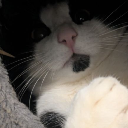 Sellowmfer's profile picture. NO PAIN, NO FREE MORPHINE 

Attacking bitcoin with data spam since 787575 🟧
Comfy Neet