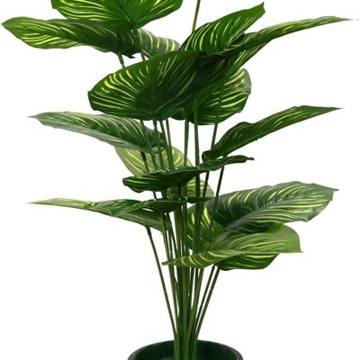 kumarsuraj800's profile picture. life is very precious