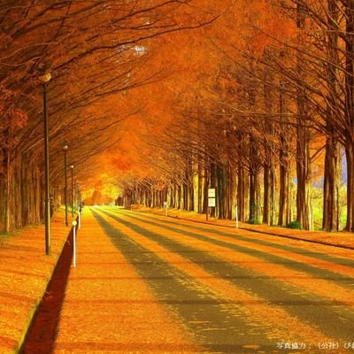 CISATO01's profile picture. スマホ機種変更したら引き継ぎに失敗しました(;_;)