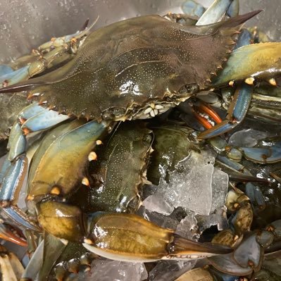 justinleepowell's profile picture. Jesus follower, Father of 5, Cybersecurity Engineer, OT Security expert, Soccer-nut, Cattle Rancher, former pastor, 1000 other things & now a beekeeper