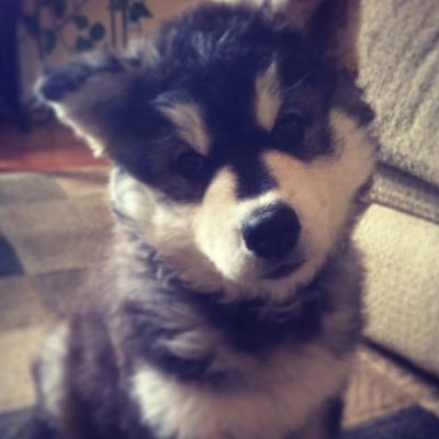 BluR4zz's profile picture. he/it ^w^