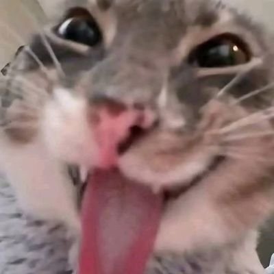 gogunzzom's profile picture. 웹소 안가리고먹다 체함