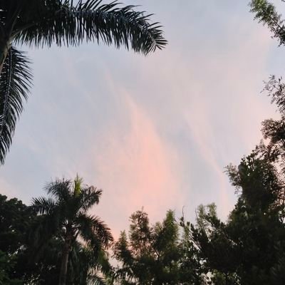 dselove_cherry's profile picture. 