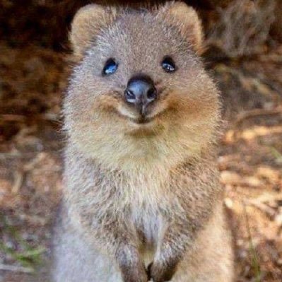 Dark2k_'s profile picture. 25k 2x grands @lukacyyy @Syaazzfn @PulsarLLC