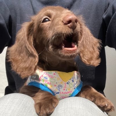 NyoRingo's profile picture. 相棒のたらちゃ🌈（16歳7ヶ月♀ダックス、チョコダップル。元気に寝たきり2年半）小さなからだでしあわせたくさん運んでくれました’23.3.8可愛い天使に·͜໒꒱· ﾟ 💎 ‘24.2月チョコソリッドのうーぴー♀︎お迎え🤎#線維筋痛症 #秘密結社老犬倶楽部天国支部🌈 #宅建 #行書 #測量士補 #技術士補