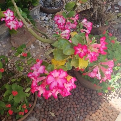 Roseliagomes22's profile picture. 