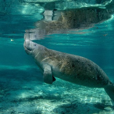 sjmejiag's profile picture. 