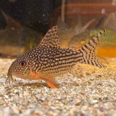 salmon92594's profile picture. パンとフィルム、エドワード・ヤン、霧の中の風景、Lute and Flute、パラダイスガラージの仕事  コリドラスはじめました