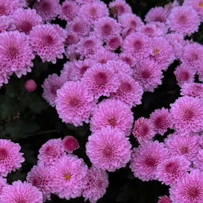 FRANNIEQUEEN's profile picture. Hi 😊